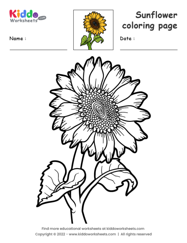 Free printable sunflower coloring page worksheet