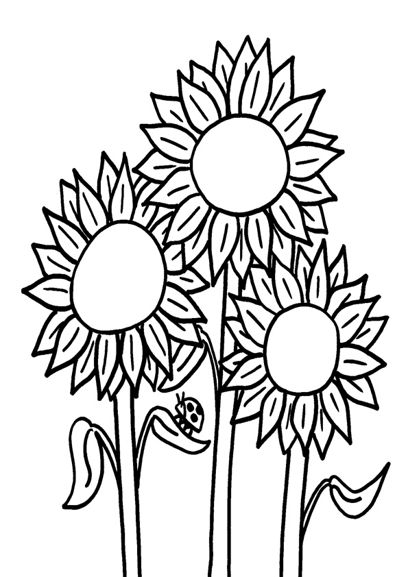 Coloring pages multiple sunflowers coloring pages