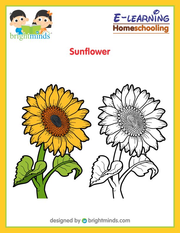 Sunflower coloring sheet bright minds platform