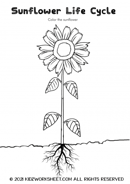 Sunflower life cycle online study material