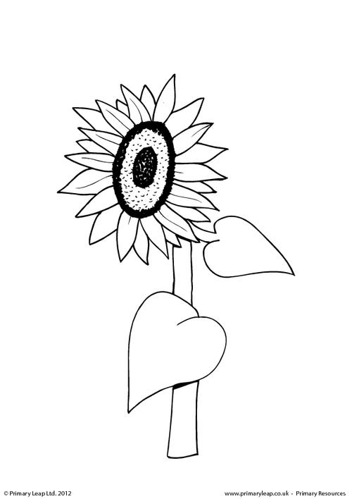 Holidays and months sunflower louring page worksheet