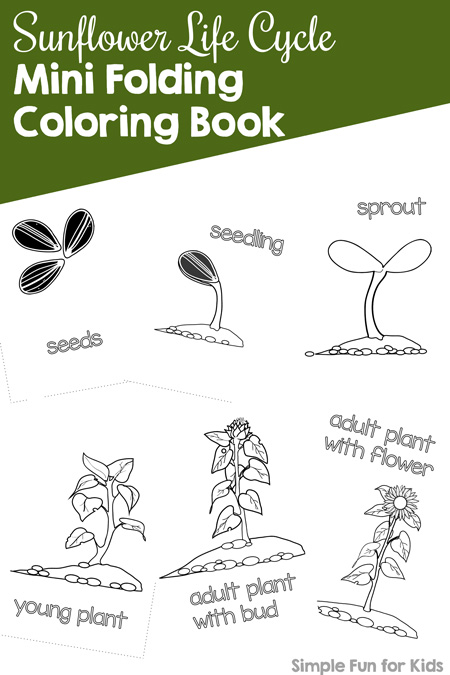 Sunflower life cycle mini folding coloring book