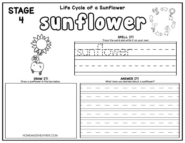 Sunflower life cycle coloring pages homemade heather