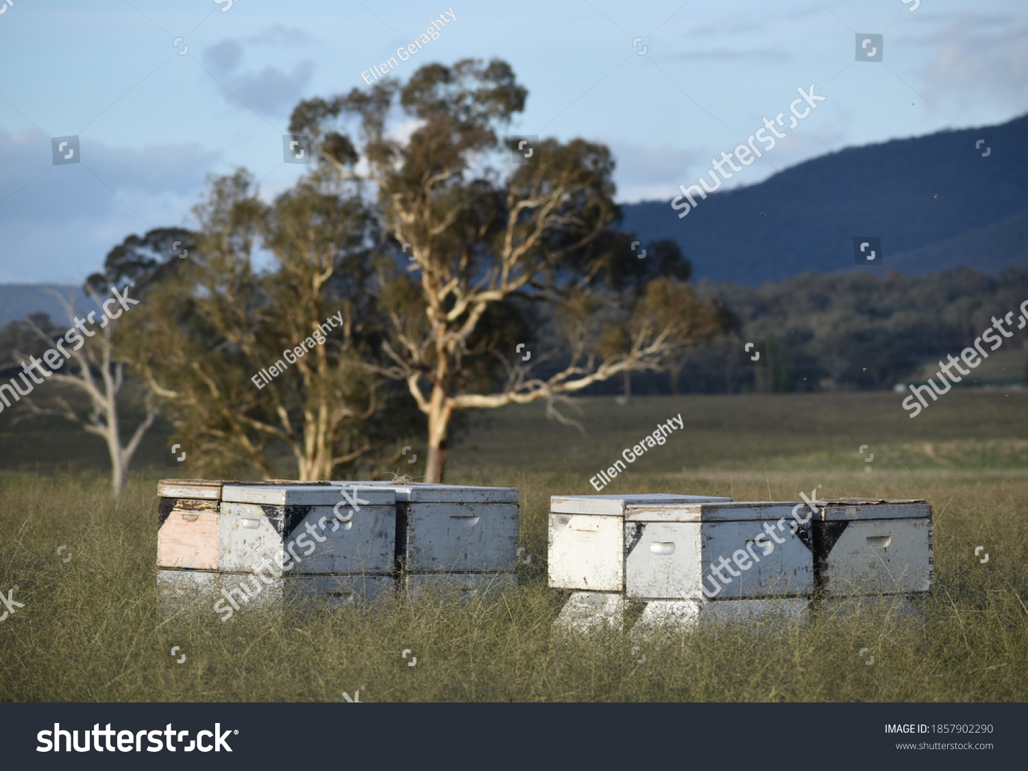Hill honey photos and images