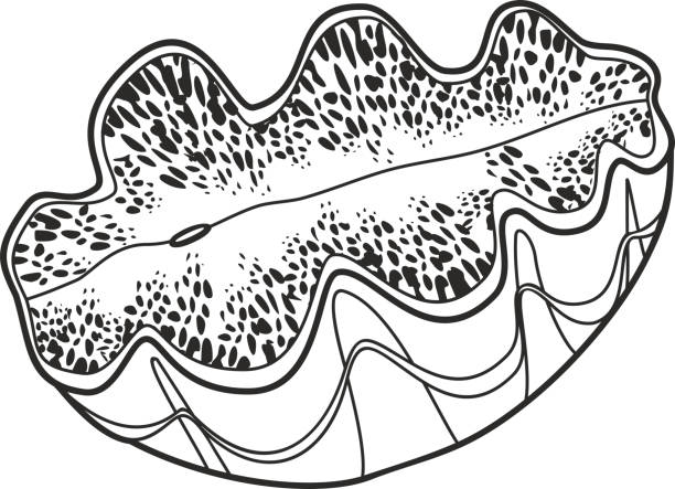 Coloring page with giant clam or tridacna stock illustration