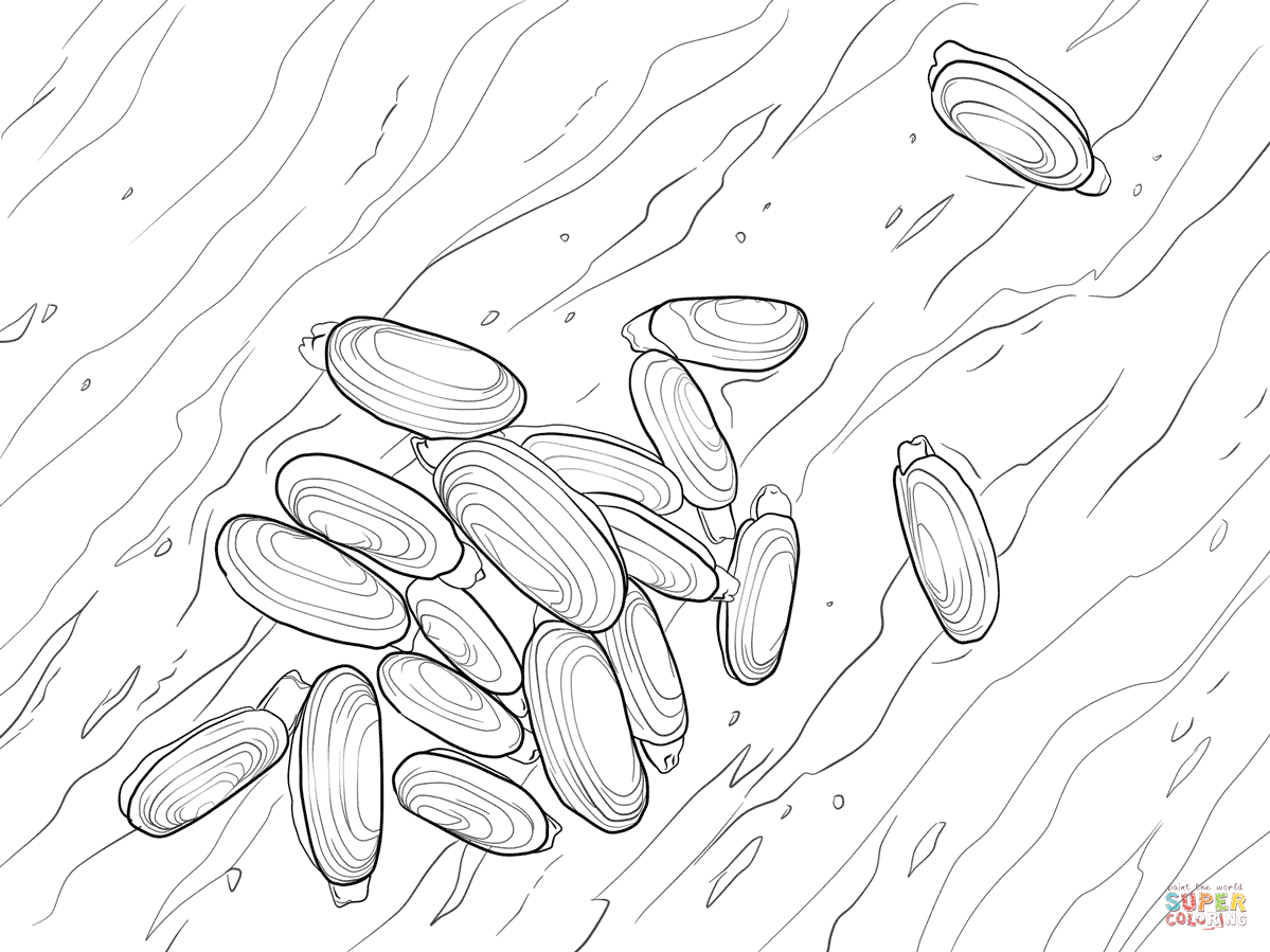 Pacific razor clam coloring page free printable coloring pages