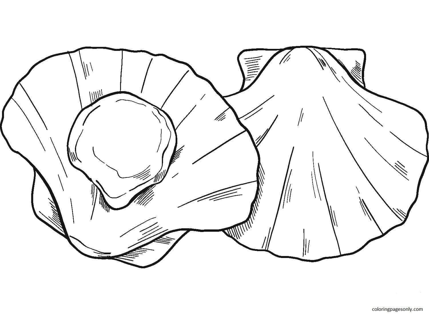 Clam coloring pages