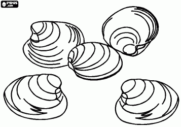 Clams shells coloring page animal coloring pages coloring pages color