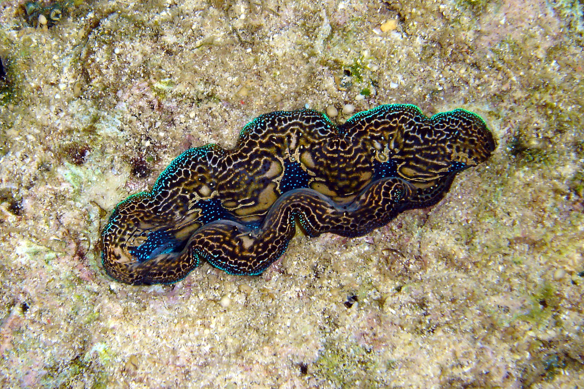 This burrowing clam is not boring it uses acid to make its home