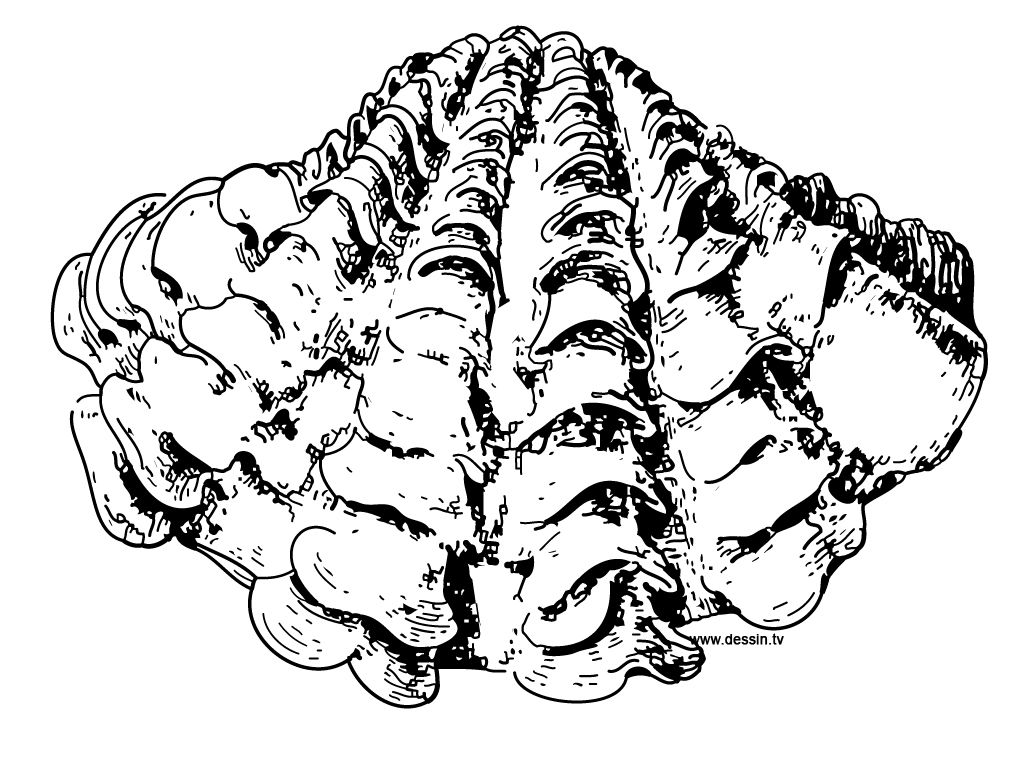 Coloring giant clam giant clam coloring pages shell drawing