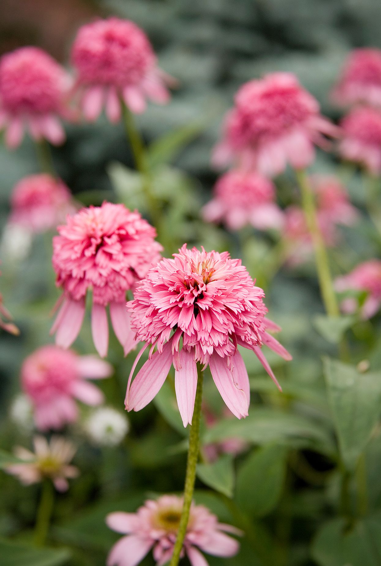 Pink flowers to add dainty or bold beauty to your garden