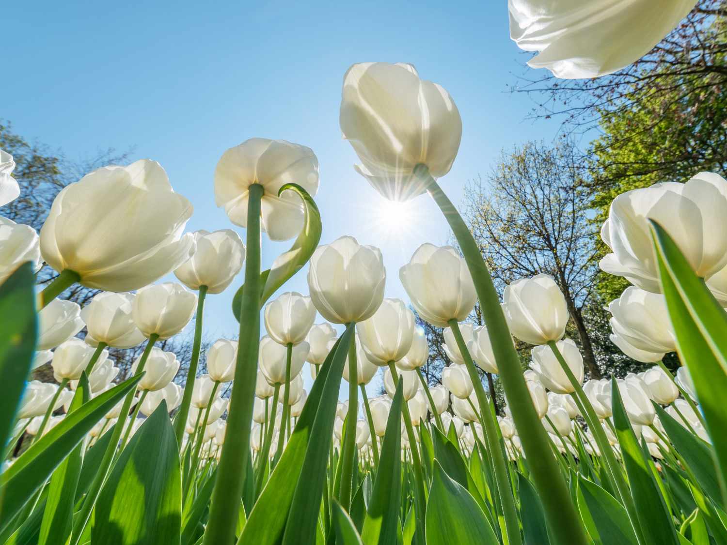 How to grow an all season garden with year round color