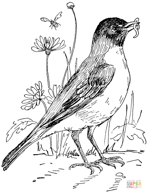 Robin in flower garden coloring page free printable coloring pages