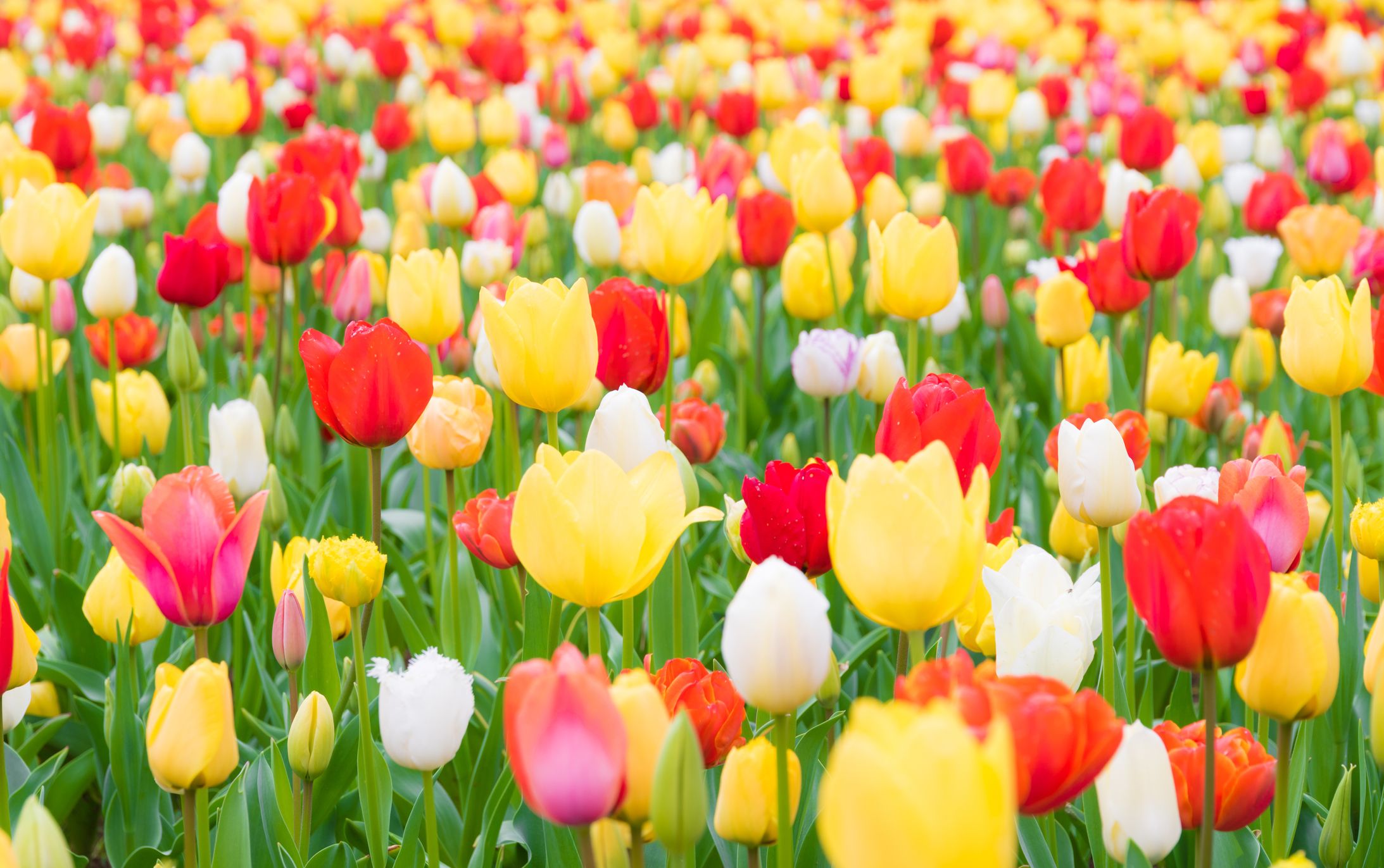 Most beautiful flowers with names and pictures