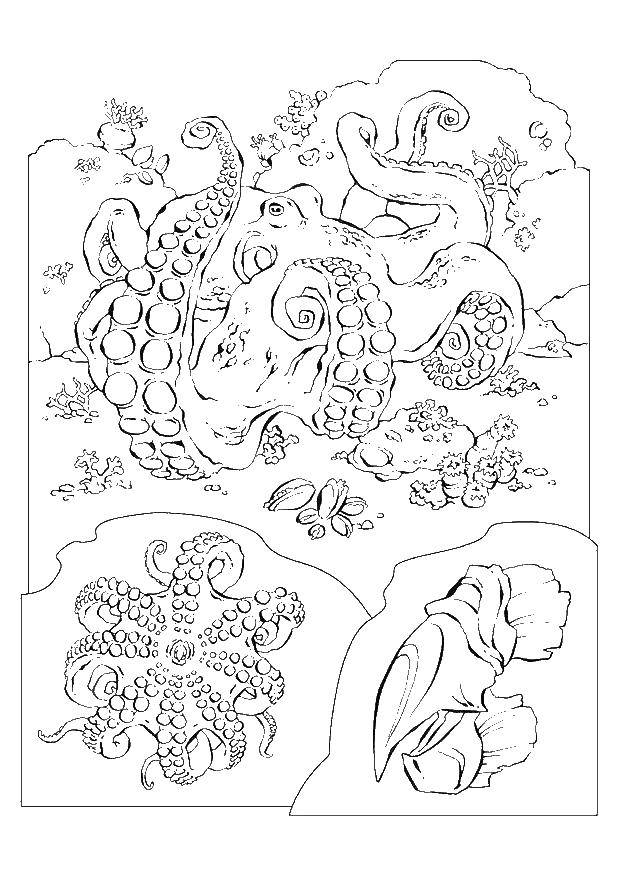Online coloring pages super coloring crocodile from super mario mario