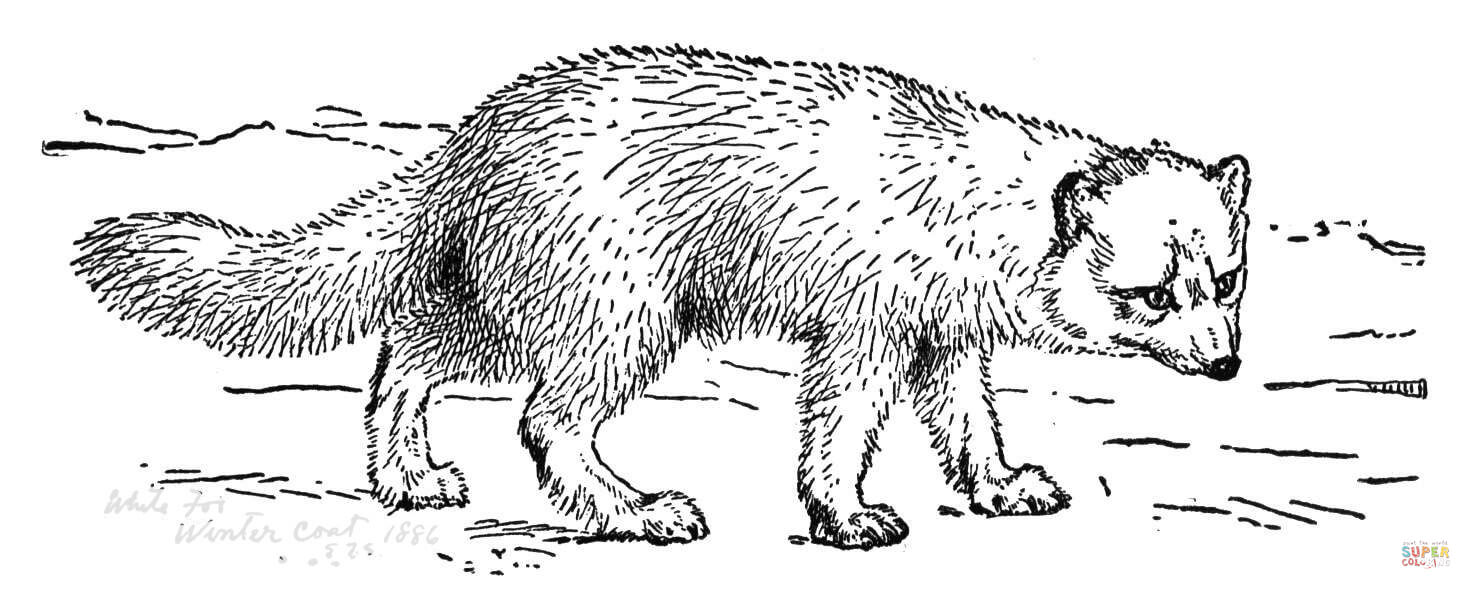 Realistic arctic fox coloring page free printable coloring pages