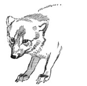 Arctic fox coloring pages free coloring pages