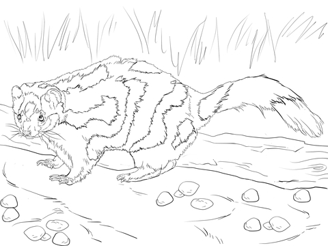 Eastern spotted skunk coloring page free printable coloring pages
