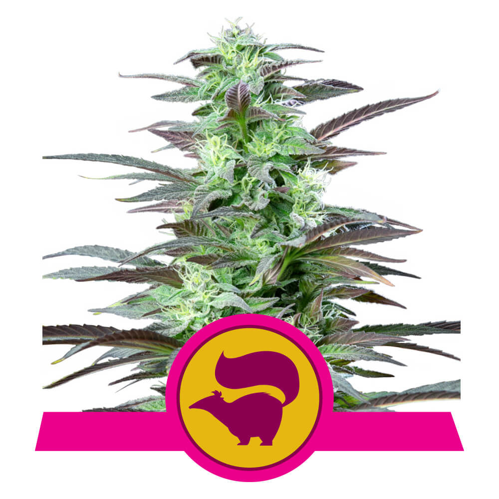 Skunk xl â skunk kannabiksen siemenet