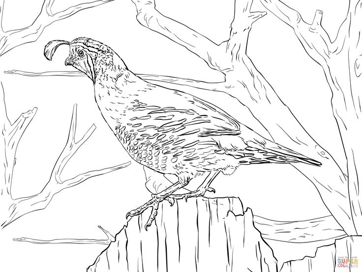 Photo realistic coloring image realistic california quail coloring online turtle coloring pages animal coloring pages bird coloring pages