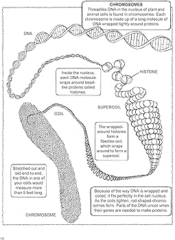 My first book about genetics dover science for kids coloring books wynne patricia j silver donald m books