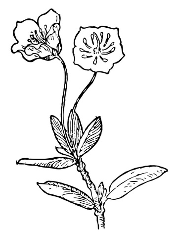 Kalmia microphylla or swamp laurel coloring page free printable coloring pages