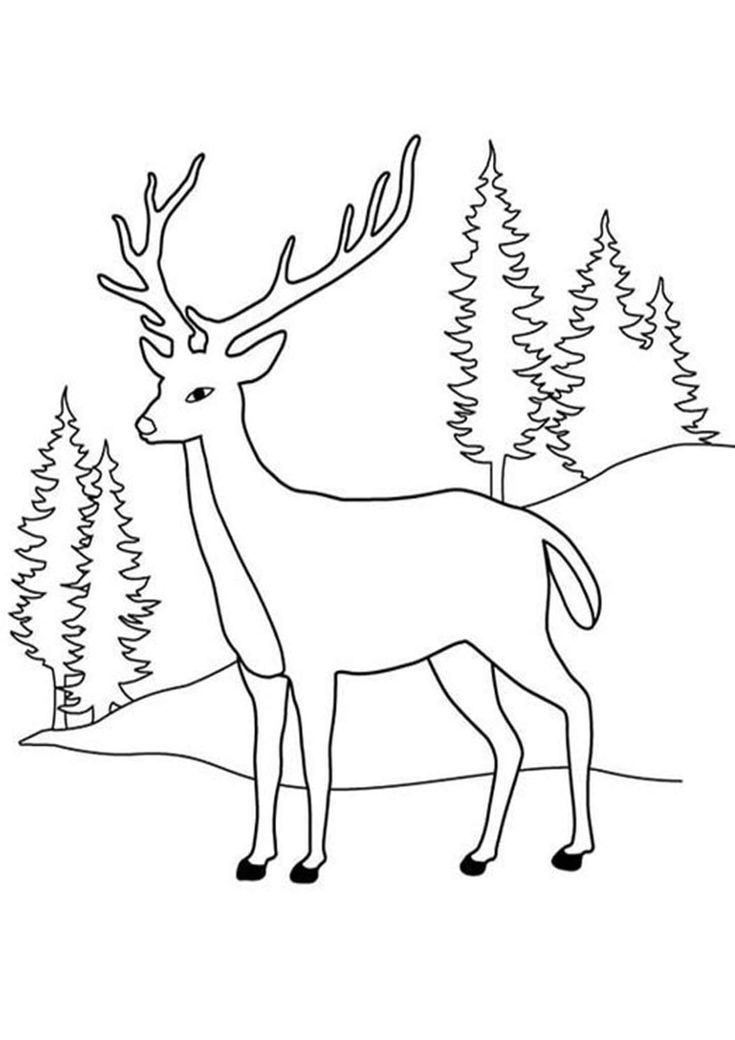 Free printable reindeer coloring pages deer coloring pages owl coloring pages love coloring pages