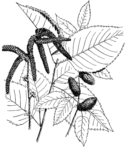 Swamp or bog birch coloring page free printable coloring pages