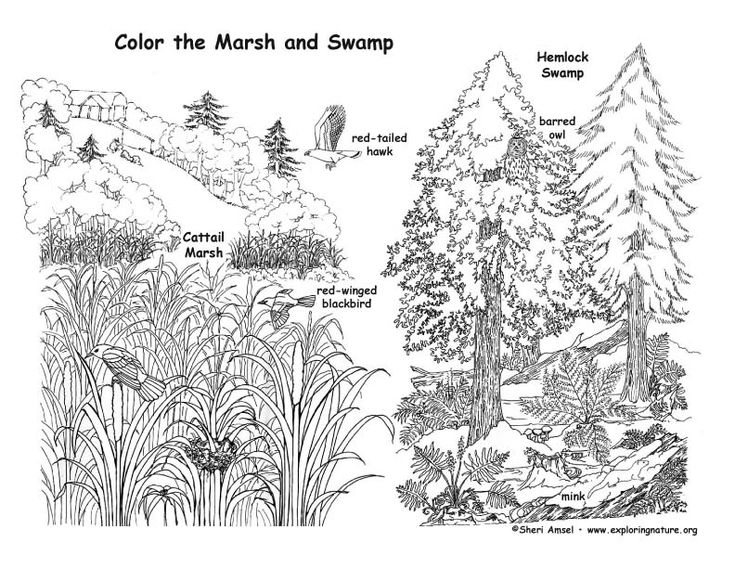Marsh and swamp coloring page hidden pictures hidden picture puzzles wetland