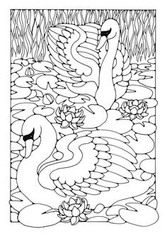 Swan ideas coloring pages colouring pages bird coloring pages