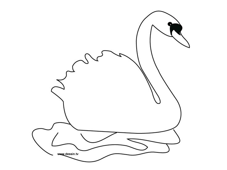 Swan
