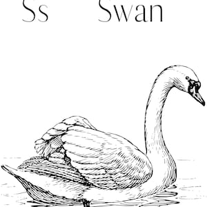 Swan coloring book