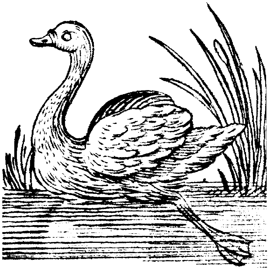 Swan coloring pages