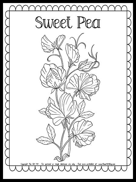 Sweet pea flower coloring page free printable flower coloring pages sweet pea flowers sweet pea