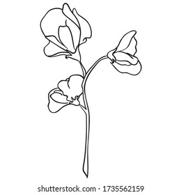 Sweet pea images stock photos d objects vectors