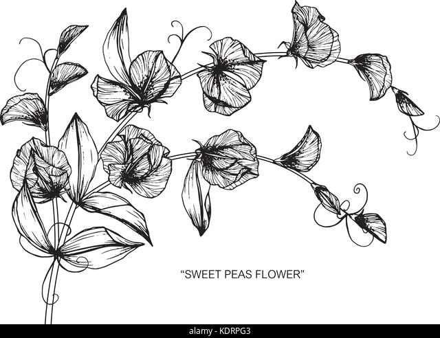 Sweet pea flower drawing illustration black and white with line art stock vector image art