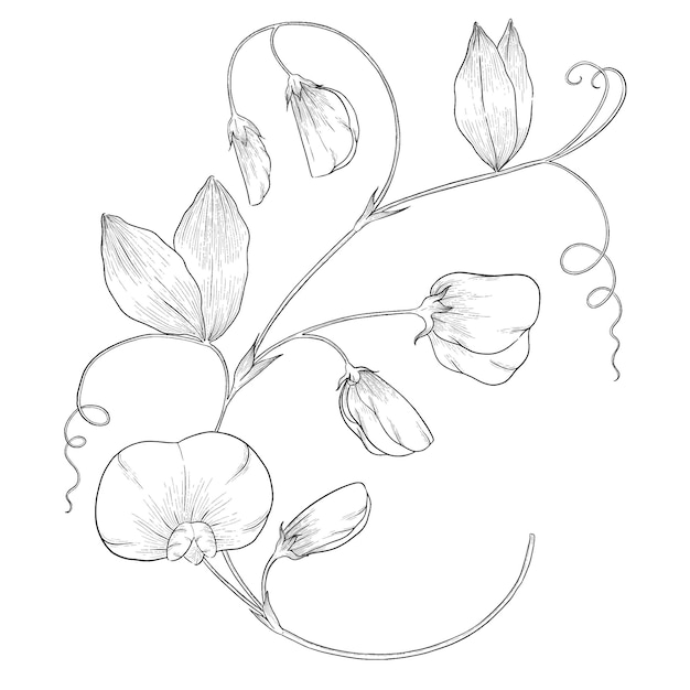 Premium vector sweet pea outline vector botanical illustration