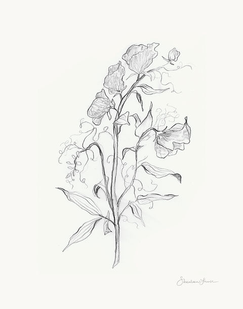 Sweet pea sketch