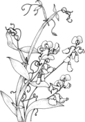 Sweet pea coloring pages free coloring pages