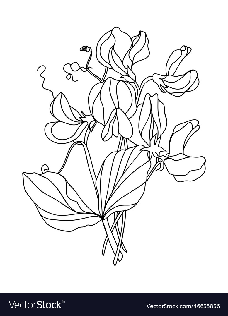Sweet pea april birth month flowers art royalty free vector