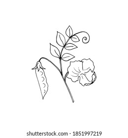 Outline pictures pea images stock photos d objects vectors