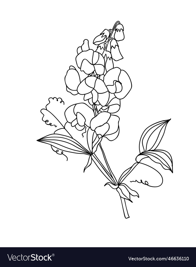 Sweet pea flower line drawing vector images