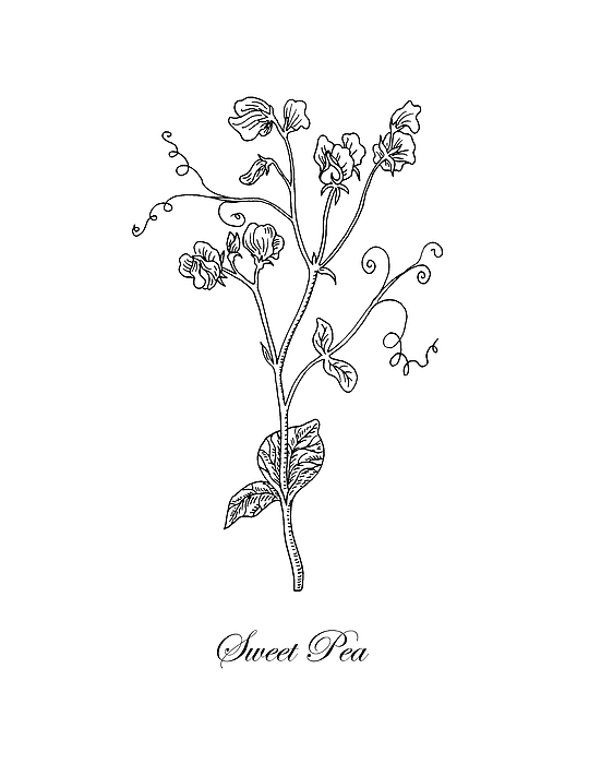 Sweet pea flower botanical drawing ornament by irina sztukowski