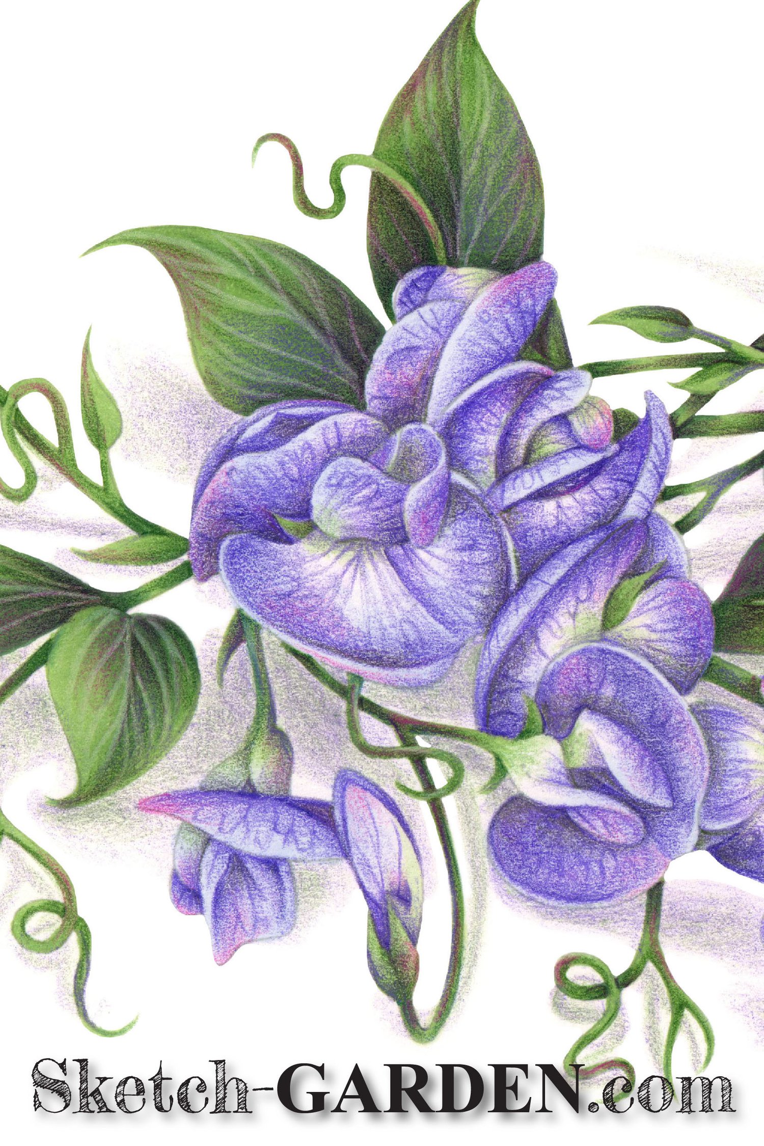 Sweet pea â sketch garden