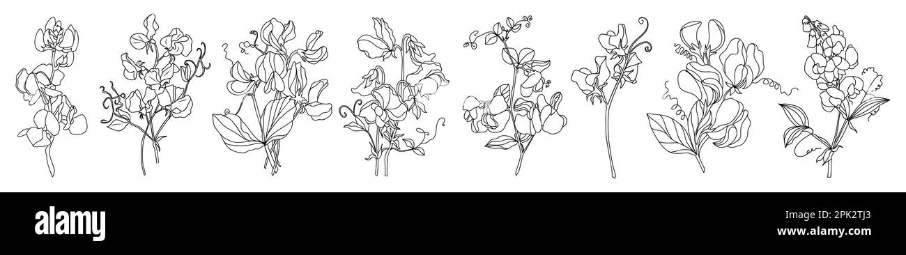Sweet pea black and white stock photos images