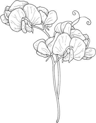 Sweet pea coloring page supercoloring flower drawing sweet pea flowers flower sketches