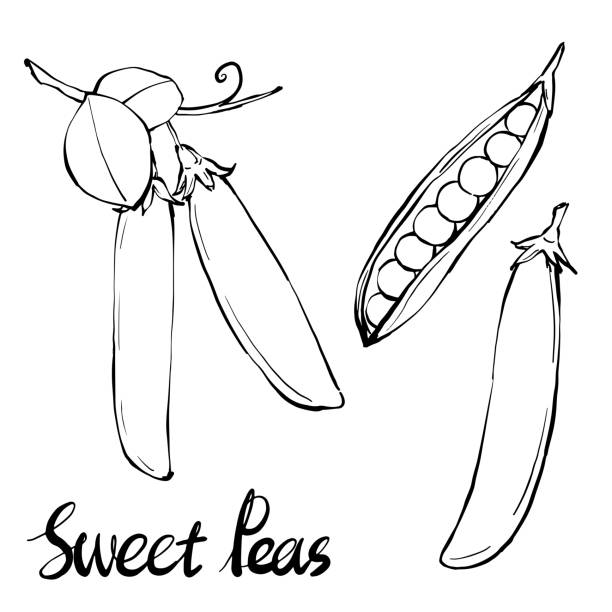 Sweet pea drawing stock photos pictures royalty