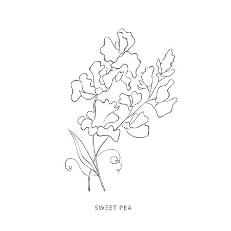 Sweet pea line drawing stock vector illustration and royalty free sweet pea line drawing clipart
