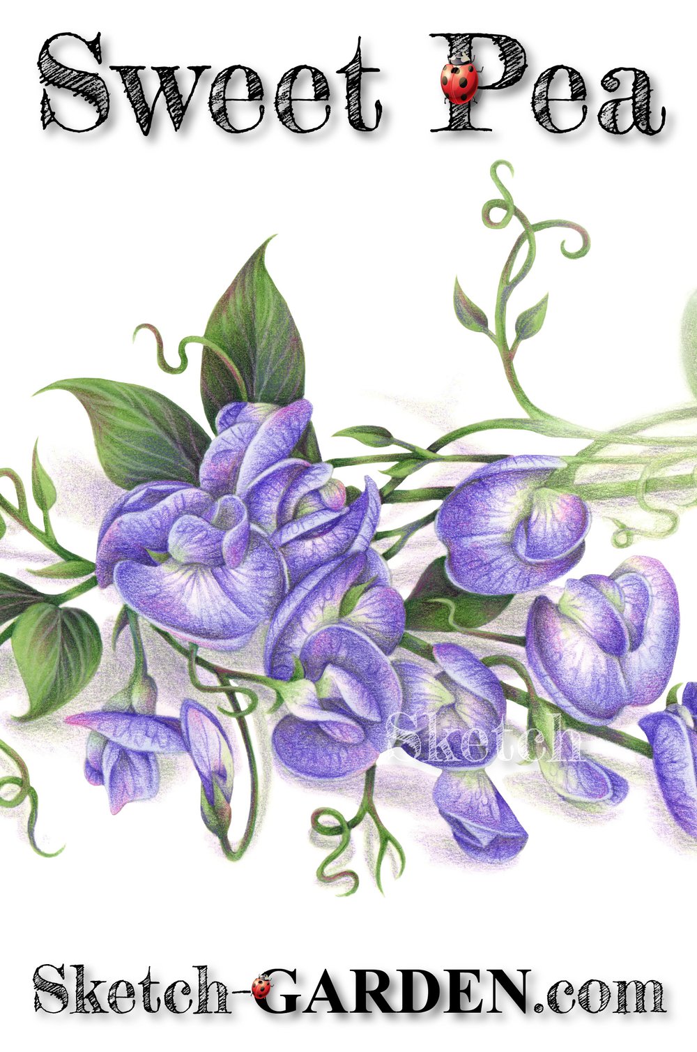 Sweet pea â sketch garden