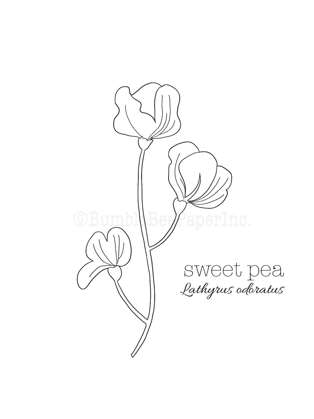 Sweet pea lathyrus odoratus flower coloring pagewall art